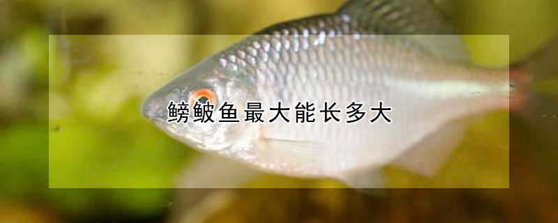 鳑鲏魚最大能長多大