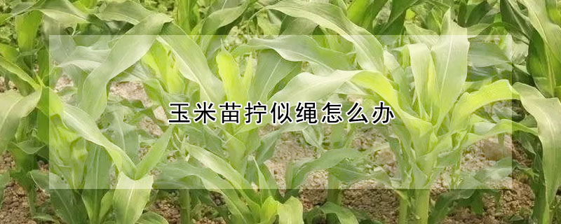 玉米苗擰似繩怎么辦