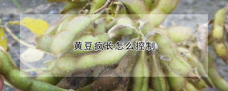 黃豆瘋長怎么控制