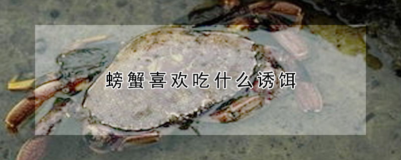 螃蟹喜歡吃什么誘餌