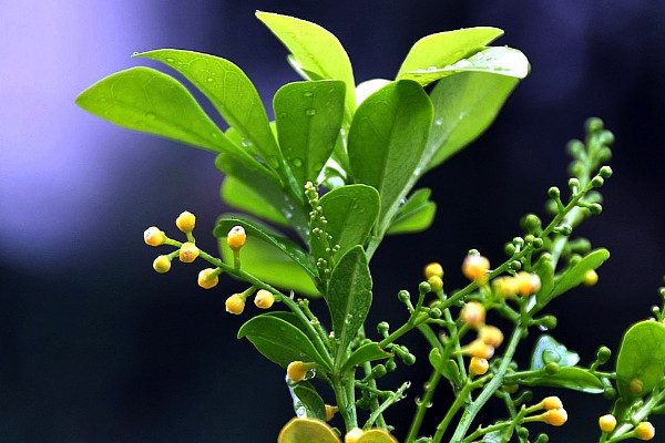 10種代表夏天的植物 夏天的代表性植物