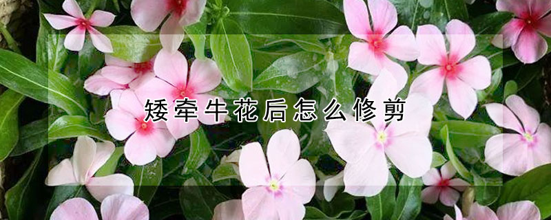 矮牽牛花后怎么修剪