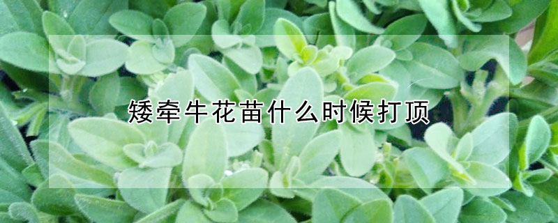 矮牽牛花苗什么時候打頂