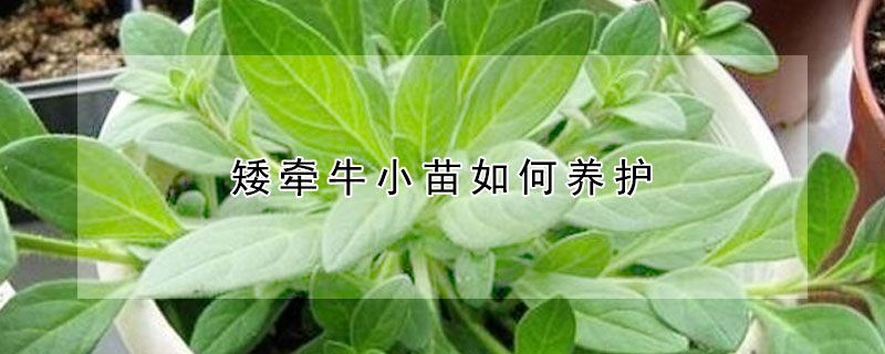 矮牽牛小苗如何養(yǎng)護(hù)