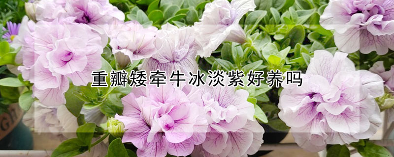 重瓣矮牽牛冰淡紫好養(yǎng)嗎