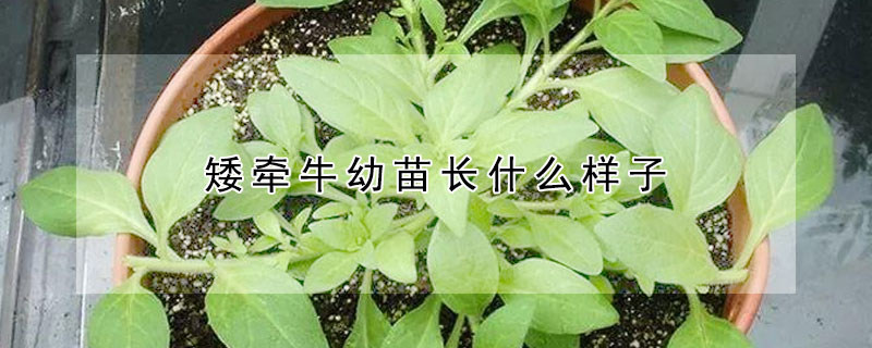 矮牽牛幼苗長(zhǎng)什么樣子