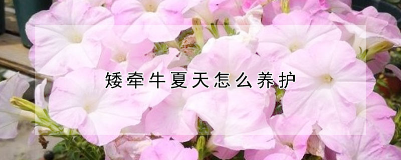 矮牽牛夏天怎么養(yǎng)護(hù)