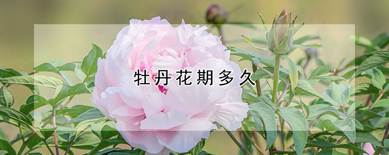 牡丹花期多久