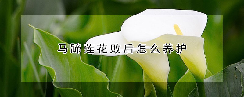 馬蹄蓮花敗后怎么養(yǎng)護(hù)