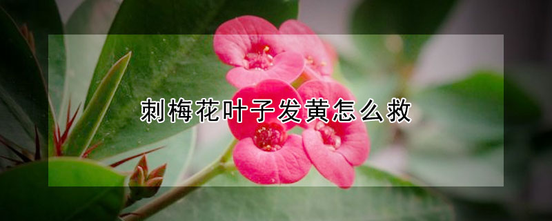 刺梅花葉子發黃怎么救