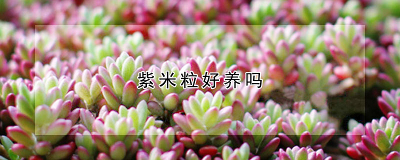 紫米粒好養(yǎng)嗎