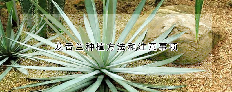 龍舌蘭種植方法和注意事項(xiàng)