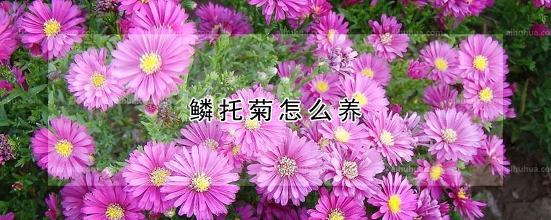 鱗托菊怎么養