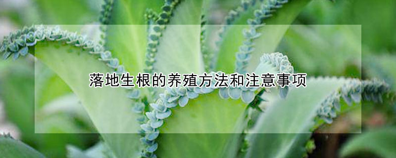 落地生根的養(yǎng)殖方法和注意事項(xiàng)