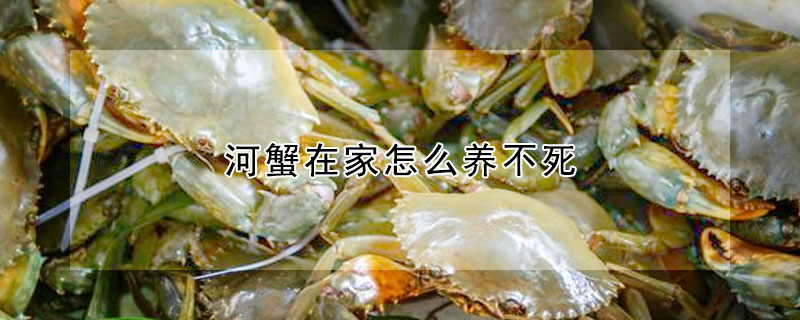 河蟹在家怎么養不死