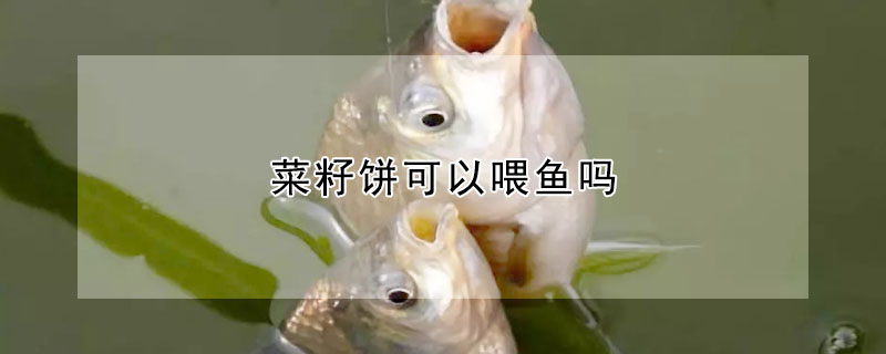 菜籽餅可以喂魚嗎