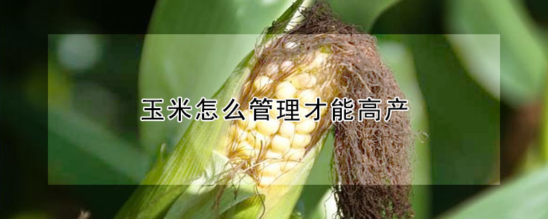 玉米怎么管理才能高產