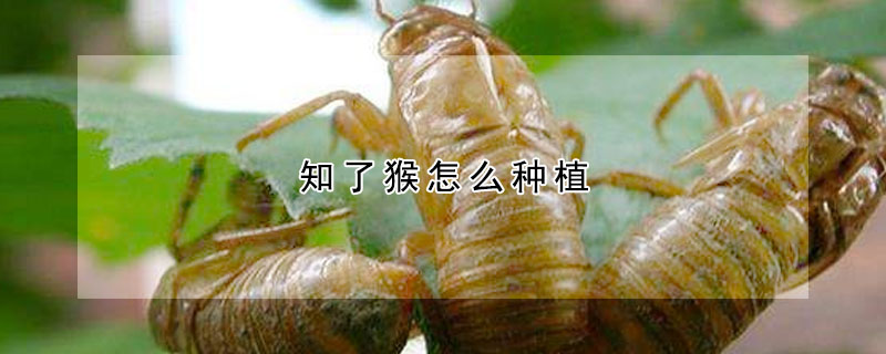 知了猴怎么種植