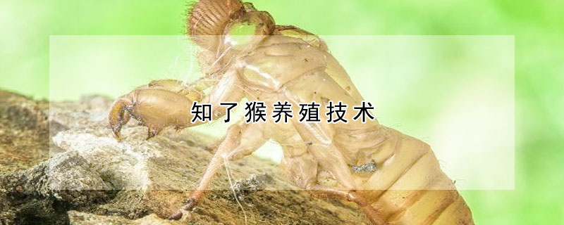 知了猴養(yǎng)殖技術(shù)