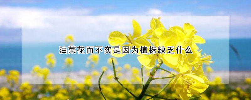 油菜花而不實(shí)是因?yàn)橹仓耆狈κ裁?></a></div>
                    </div>
                    <h3><a href=