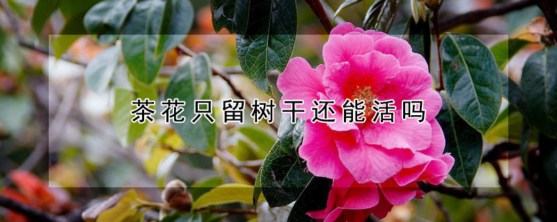 茶花只留樹干還能活嗎