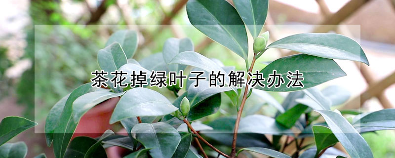 茶花掉綠葉子的解決辦法