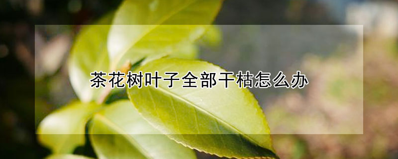 茶花樹葉子全部干枯怎么辦