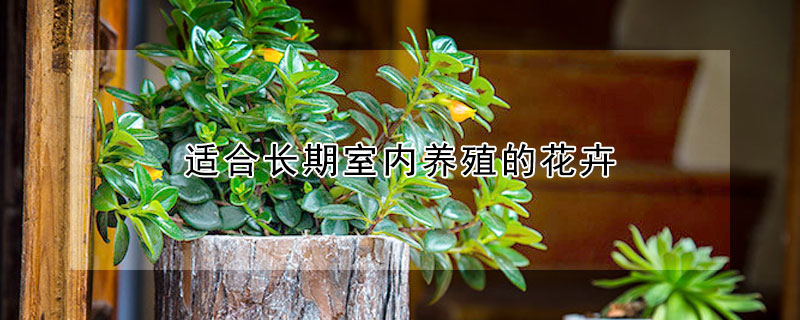 適合長期室內(nèi)養(yǎng)殖的花卉