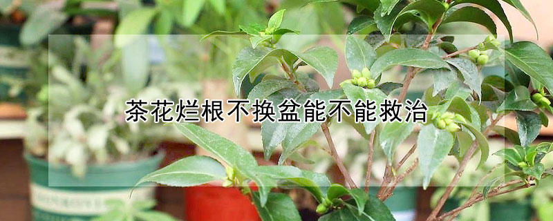 茶花爛根不換盆能不能救治