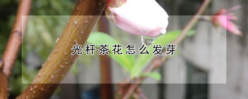 光桿茶花怎么發(fā)芽