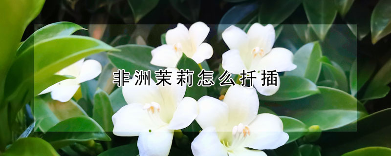 非洲茉莉怎么扦插