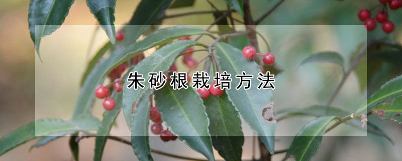 朱砂根栽培方法