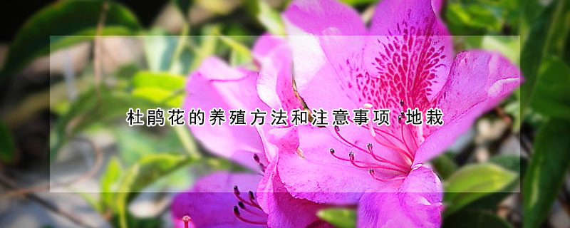 杜鵑花的養(yǎng)殖方法和注意事項 地栽