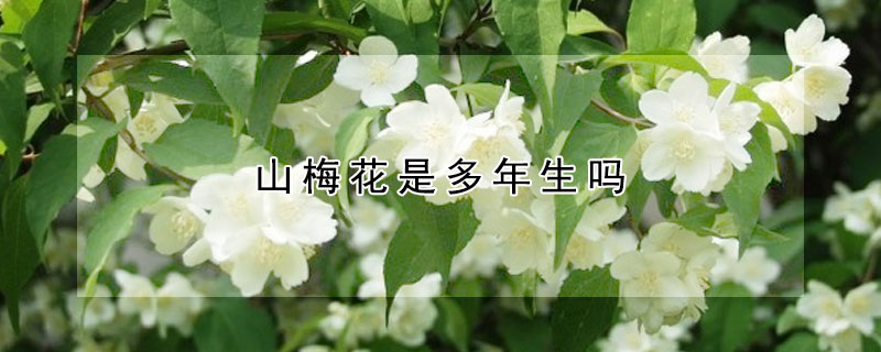 山梅花是多年生嗎