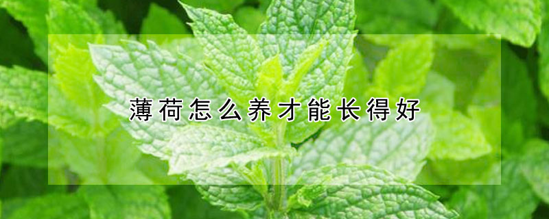 薄荷怎么養(yǎng)才能長得好