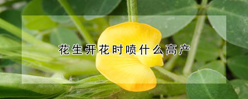 花生開花時噴什么高產