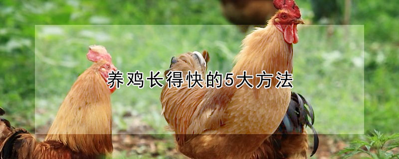 養(yǎng)雞長得快的5大方法