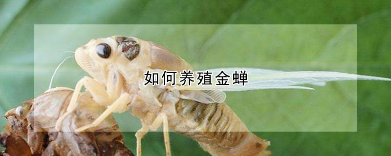 如何養(yǎng)殖金蟬