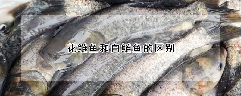 花鰱魚和白鰱魚的區別