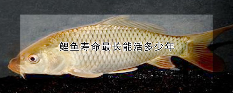 鯉魚(yú)壽命最長(zhǎng)能活多少年