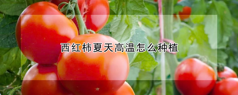 西紅柿夏天高溫怎么種植