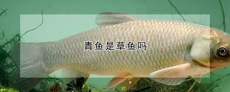 青魚是草魚嗎