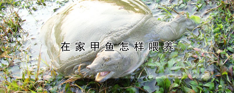 在家甲魚怎樣喂養(yǎng)