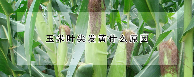 玉米葉尖發黃什么原因