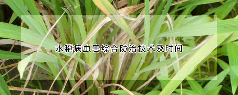 水稻病蟲(chóng)害綜合防治技術(shù)及時(shí)間