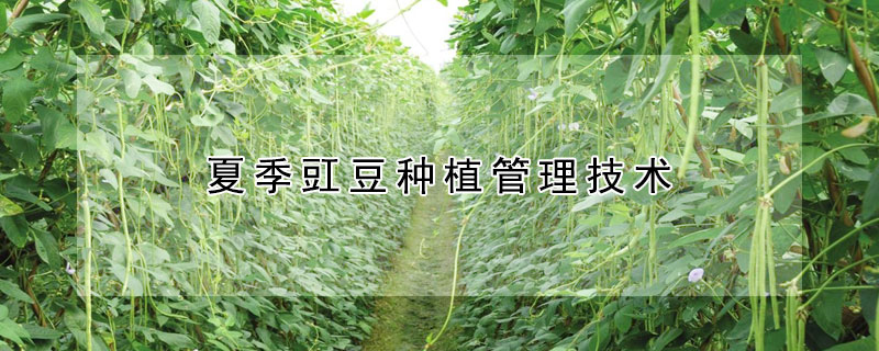 夏季豇豆種植管理技術(shù)