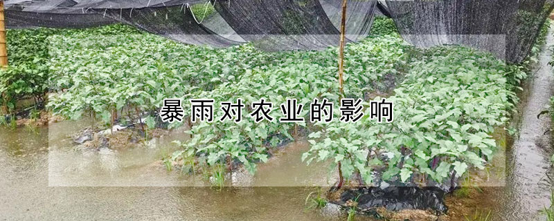 暴雨對農業的影響