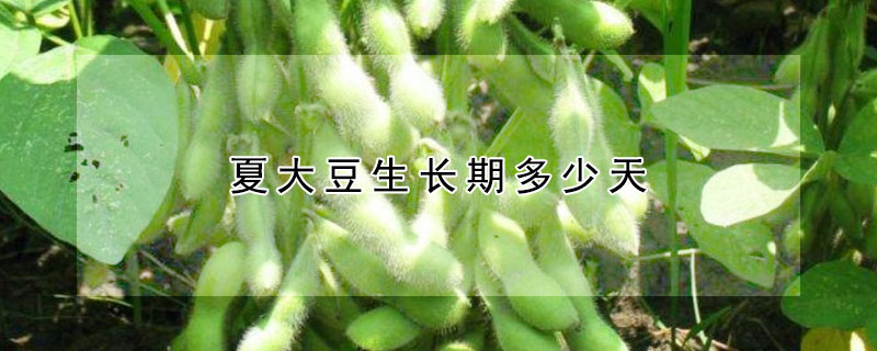 夏大豆生長期多少天