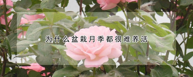 為什么盆栽月季都很難養(yǎng)活