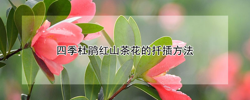 四季杜鵑紅山茶花的扦插方法